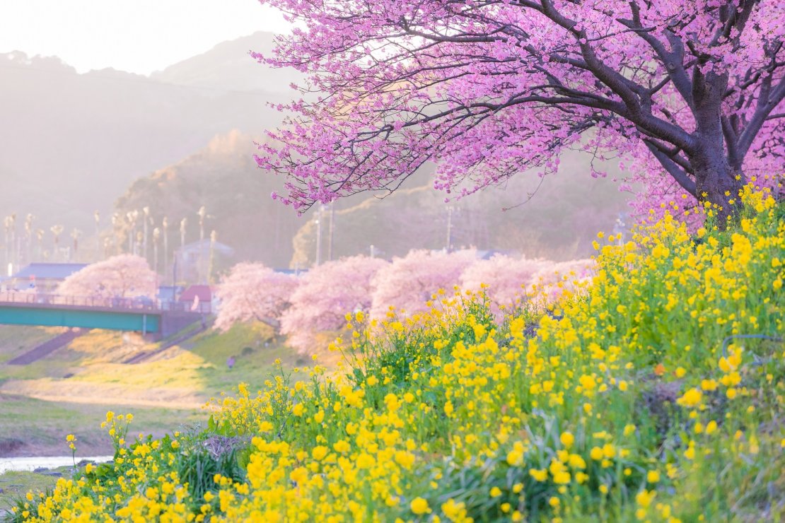 みなみの桜_菜の花部門_最優秀賞