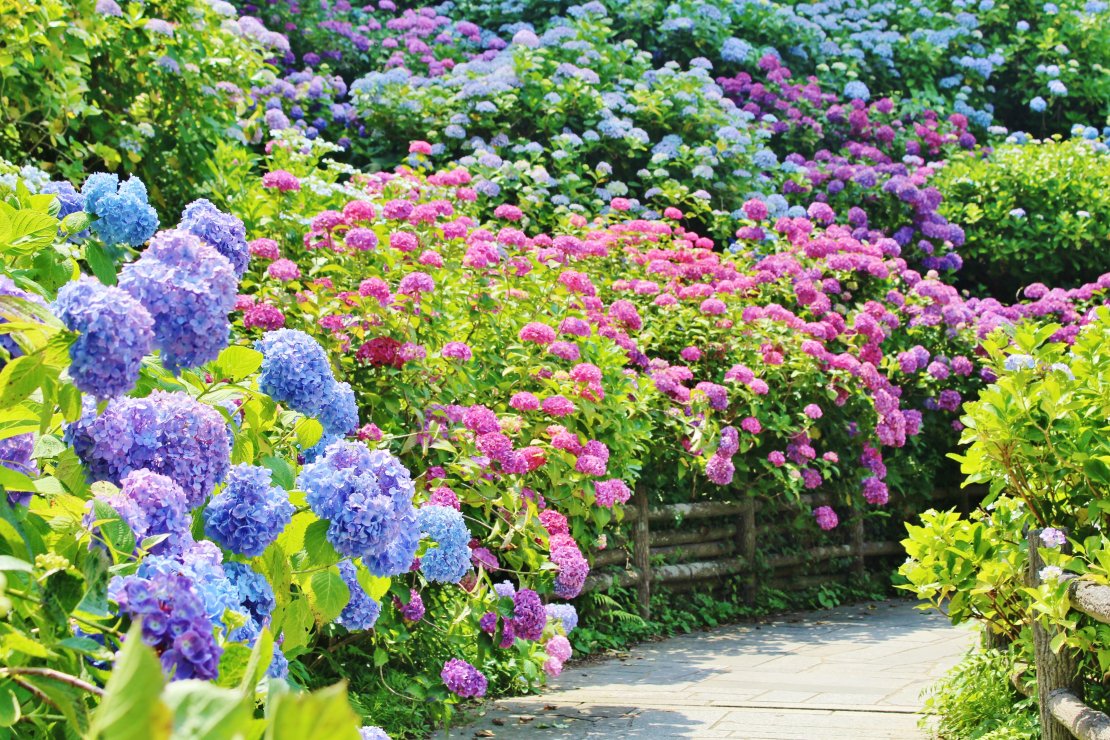 20210608　下田市　下田公園紫陽花 (13)