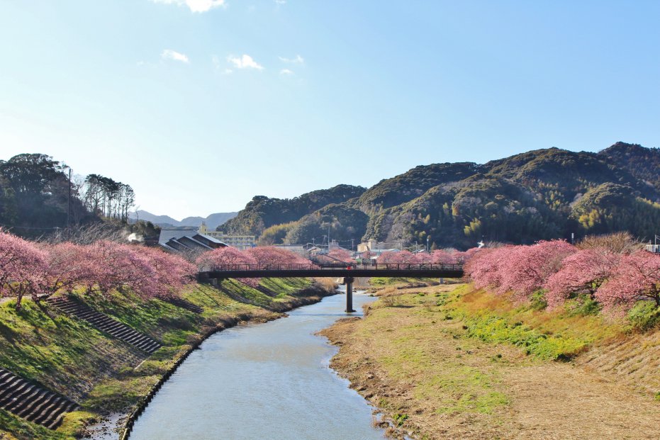 20220220　南伊豆町　みなみの桜と菜の花まつり (13)