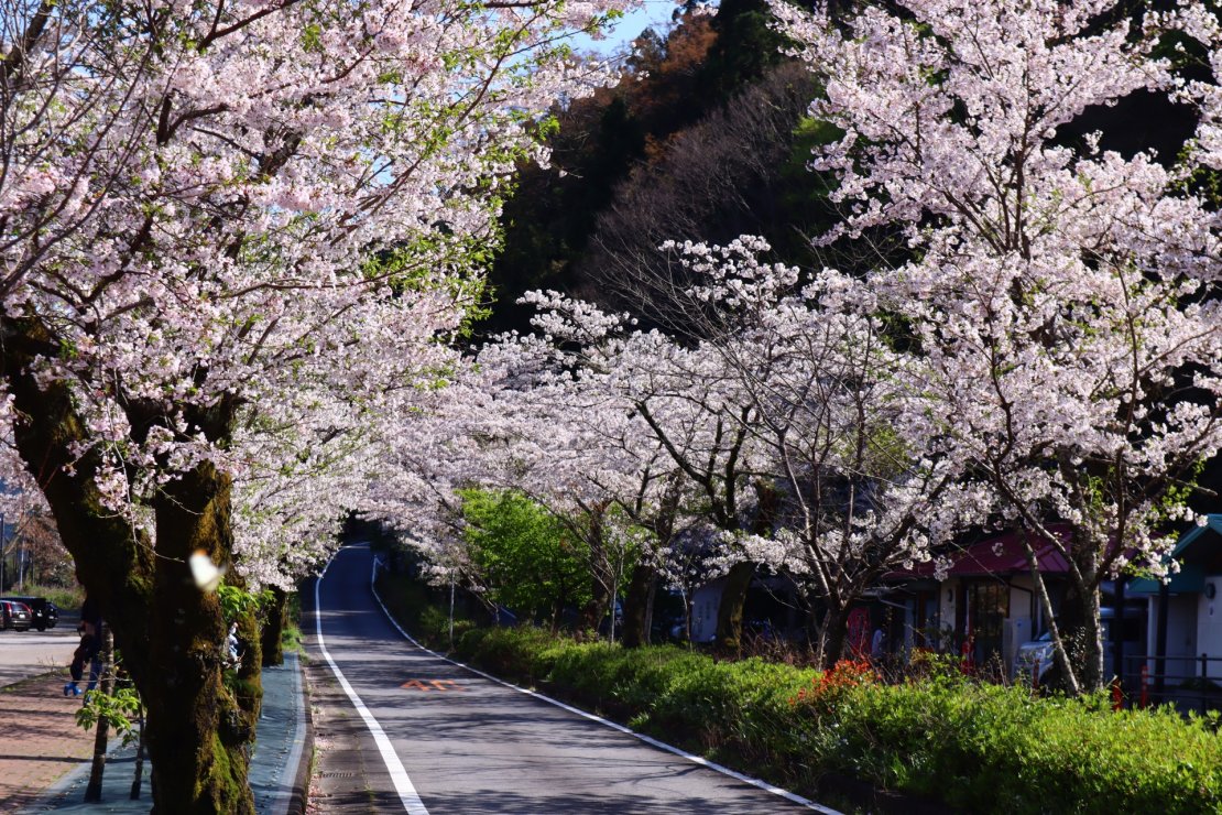 家山桜