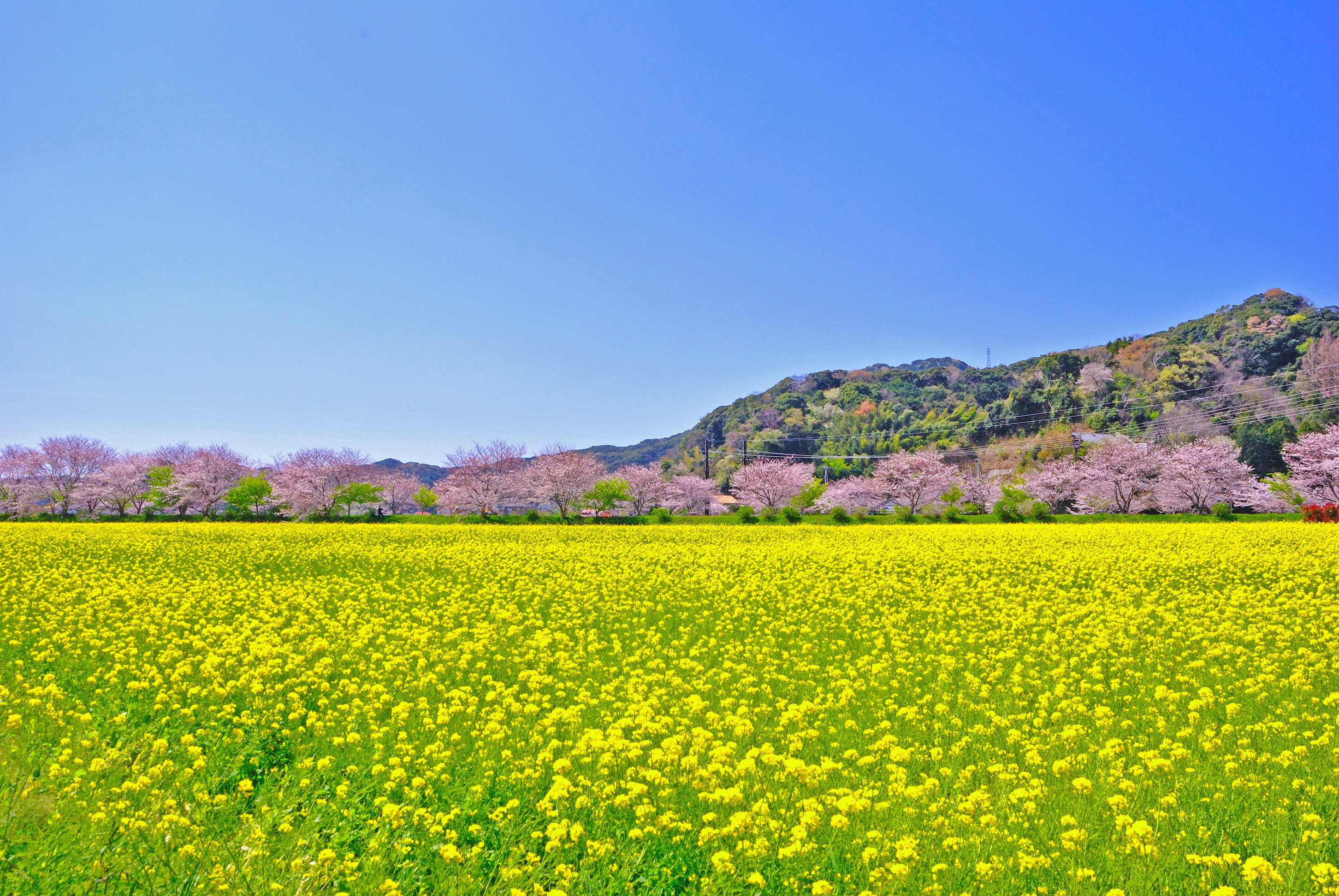 みなみの桜と菜の花まつり(菜の花畑)(1)