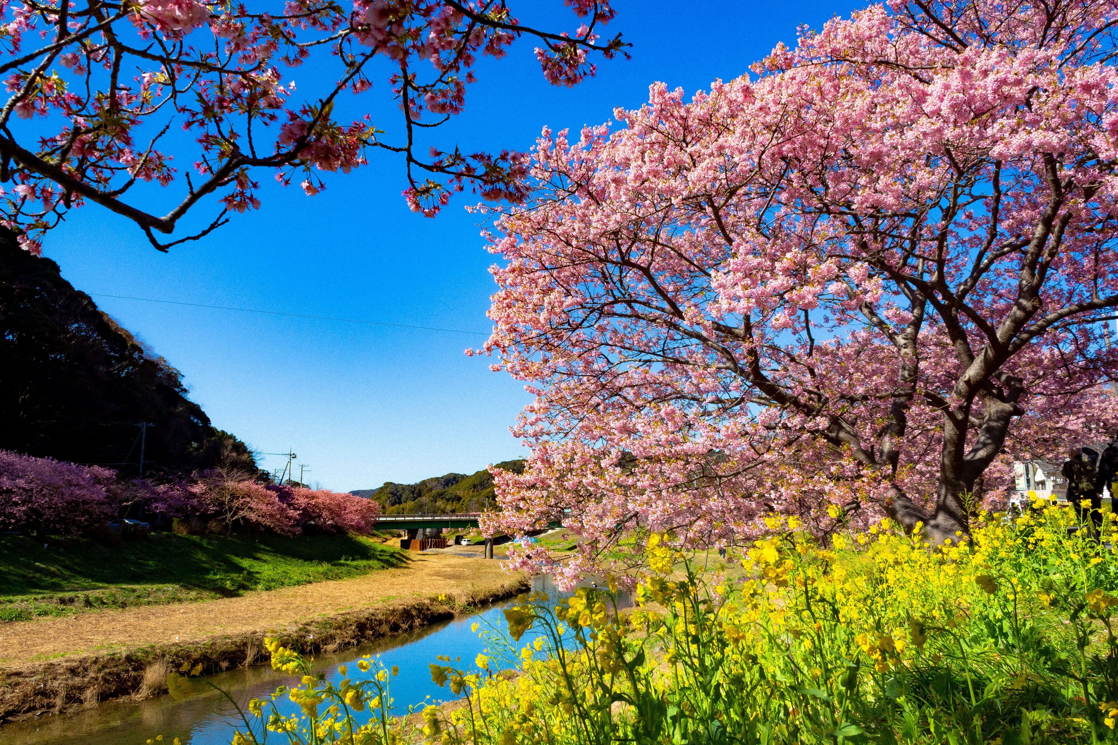 みなみの桜と菜の花まつり (8)
