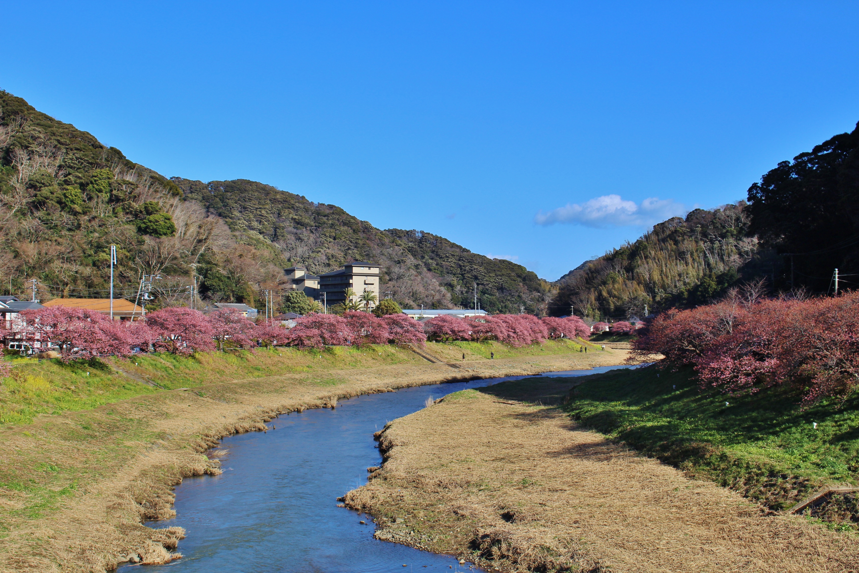 20220220　南伊豆町　みなみの桜と菜の花まつり (15)