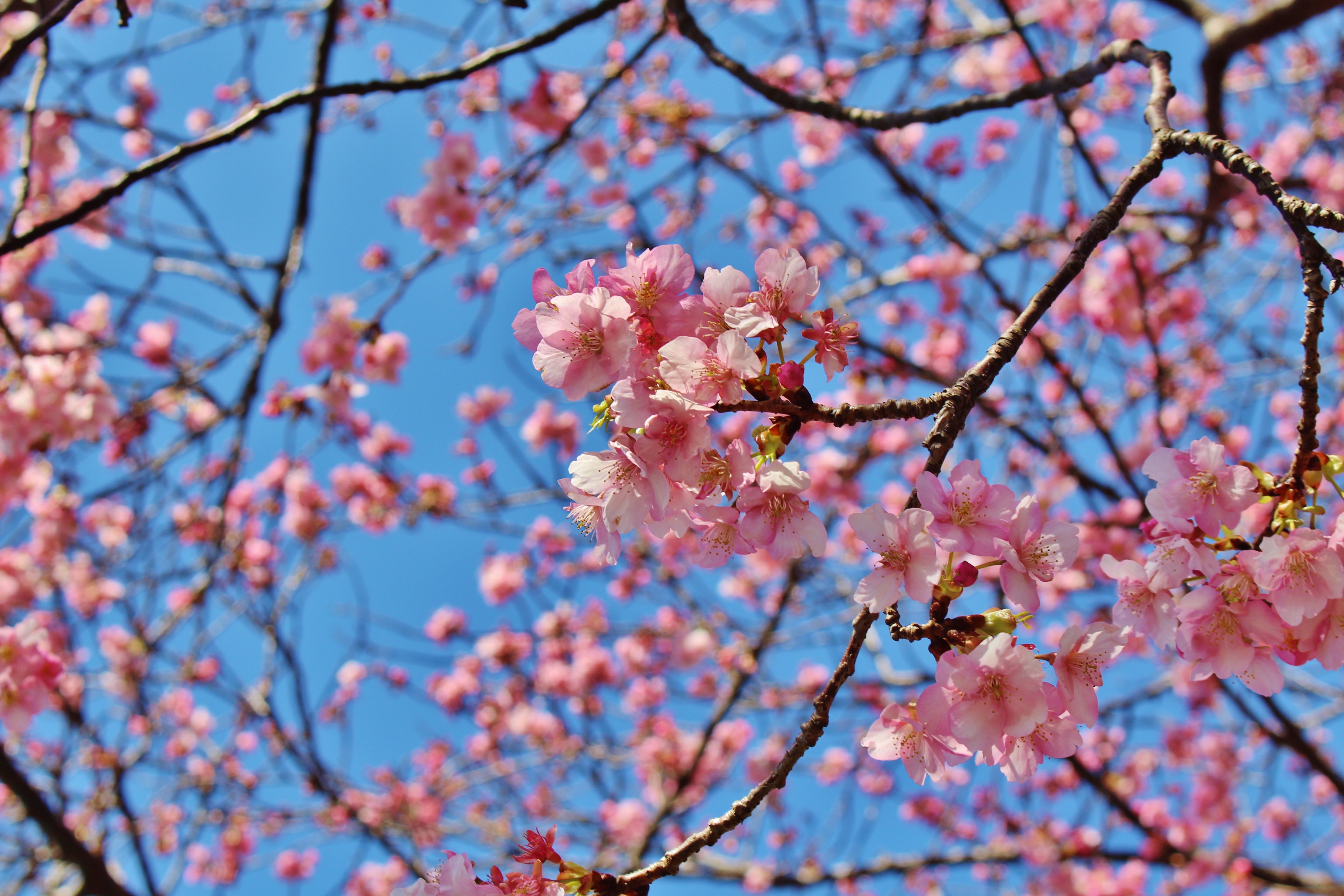 20220220　南伊豆町　みなみの桜と菜の花まつり (9)