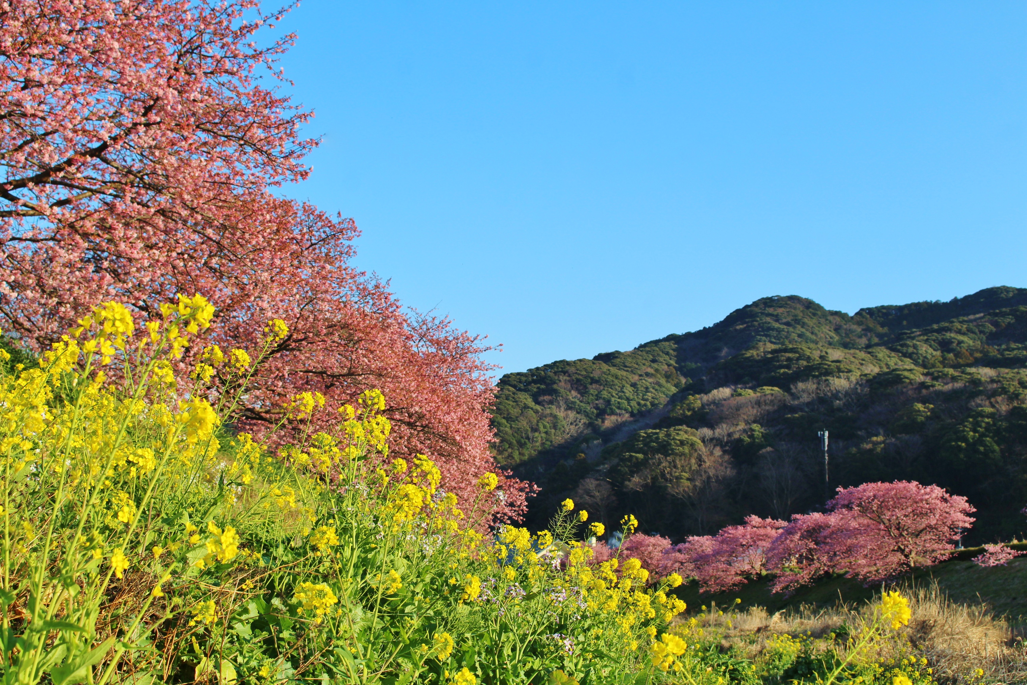 20190217　南伊豆町　みなみの桜と菜の花まつり (21)
