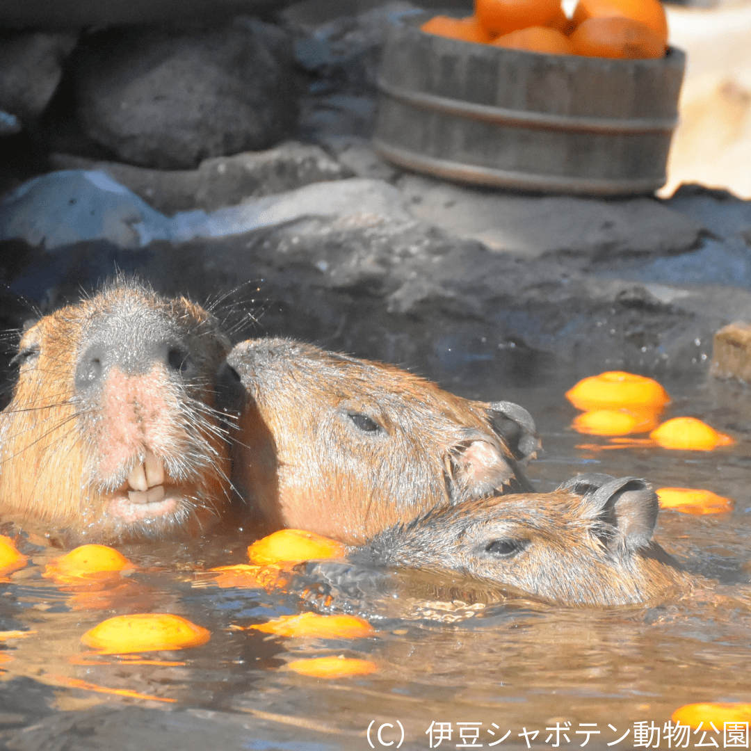 伊豆シャボテン公園