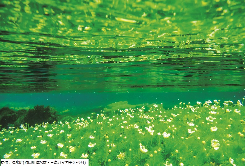 提供:清水町(柿田川湧水群・三島バイカモ5~9月)
