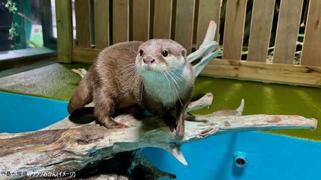竹島水族館（カワウソみかん♀）２