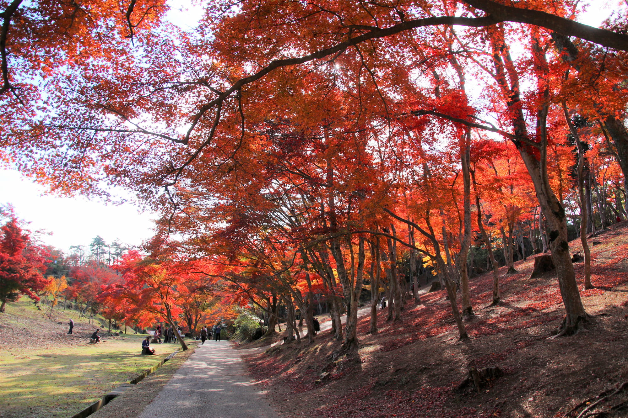 修善寺もみじ林（写真提供静岡県観光協会）005637