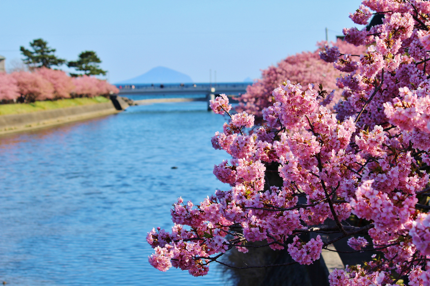 20230227　河津町　河津桜（館橋付近） (9)