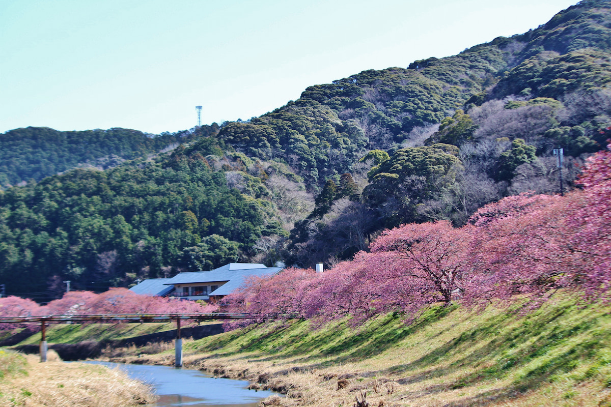 20220220　南伊豆町　みなみの桜と菜の花まつり (3)