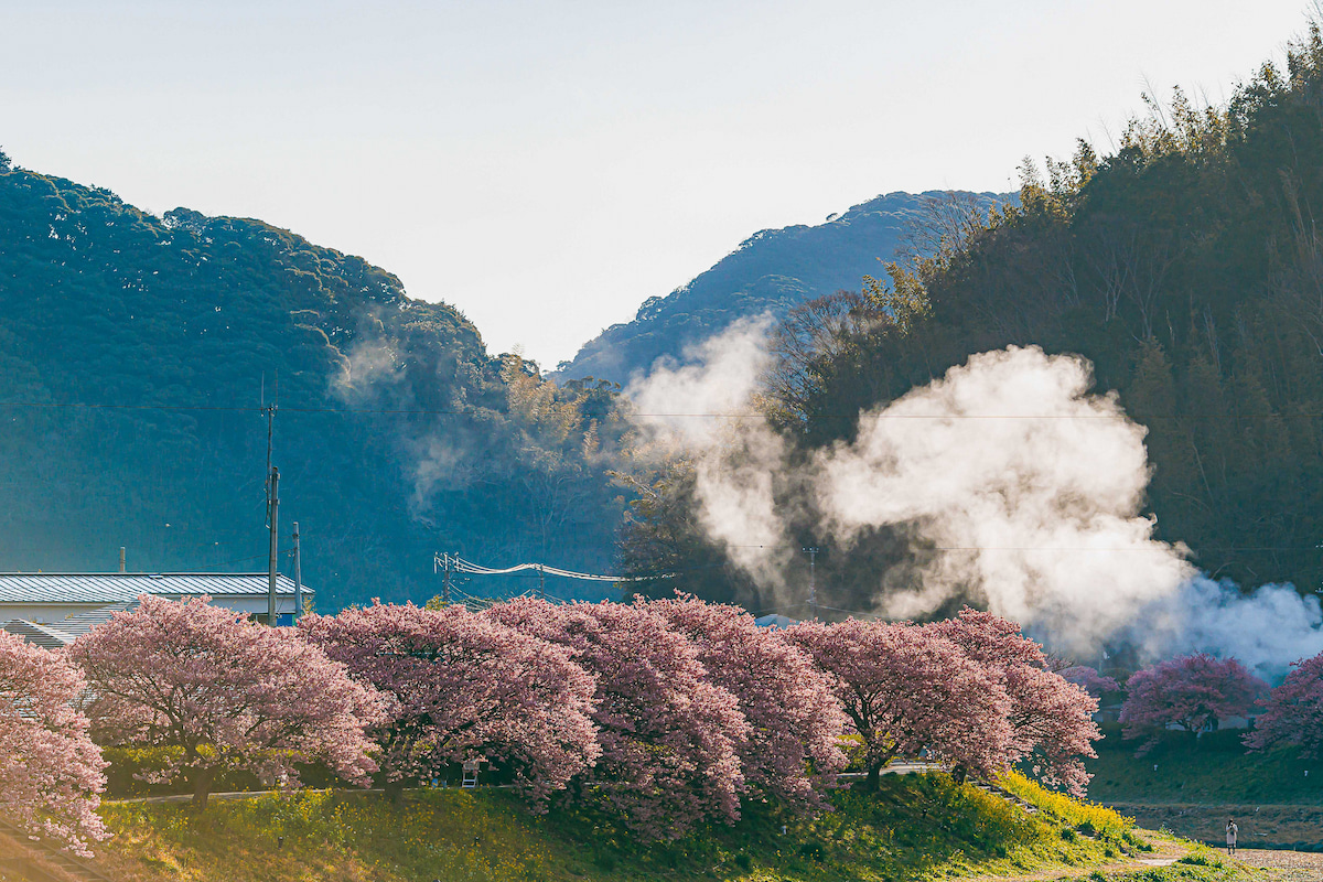 みなみの桜と菜の花まつり ⑬（川沿い⑤）