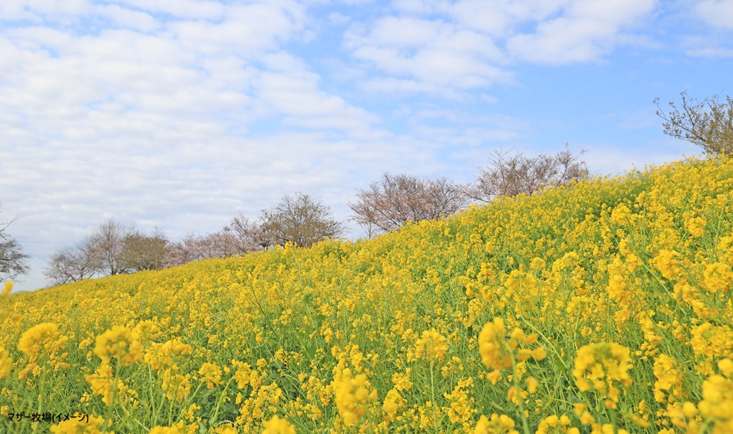 マザー牧場・菜の花と桜(HPより・クレジット不要)