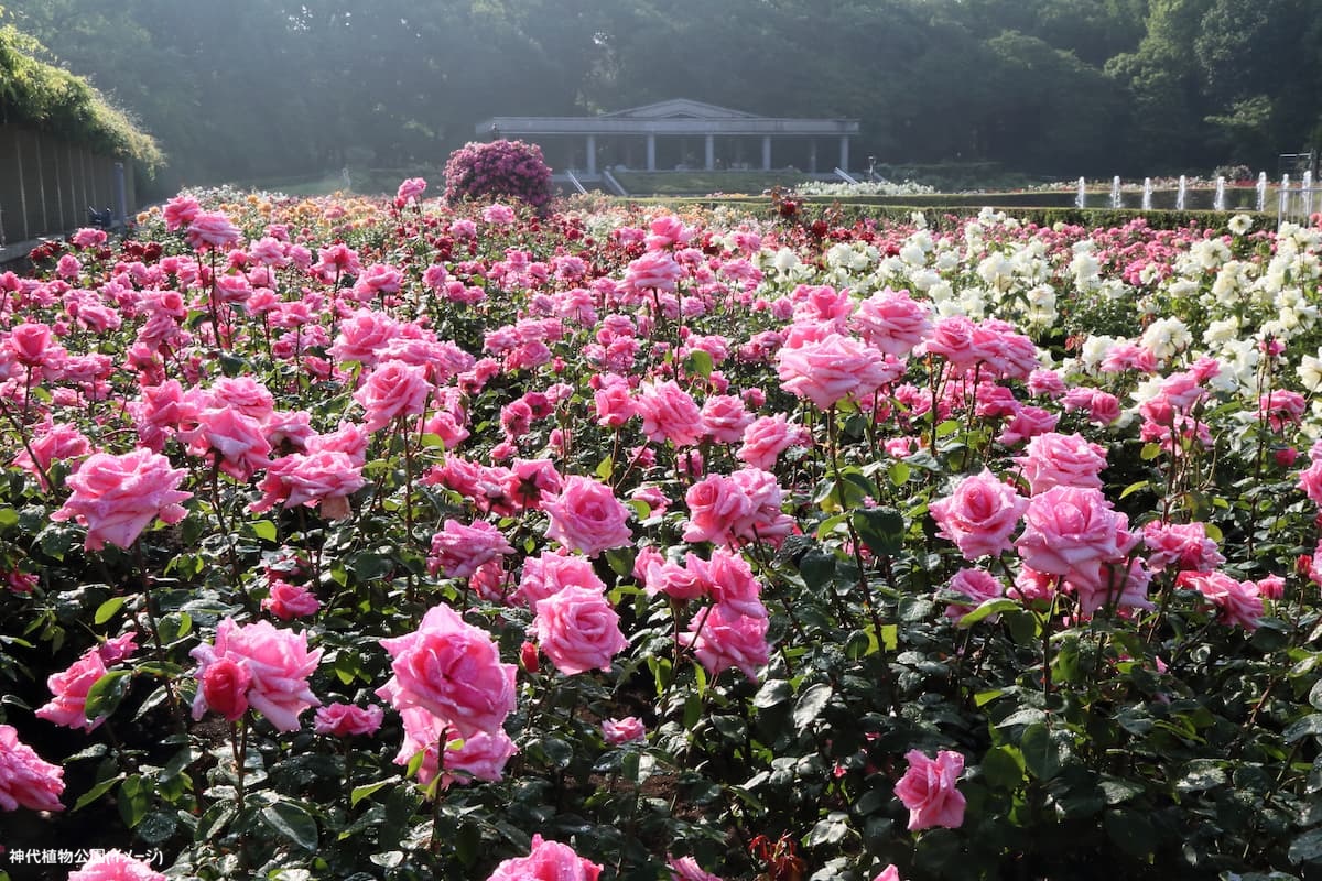 春のばら園_6K5A1789