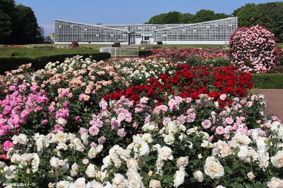 ばら園&大温室 (4)
