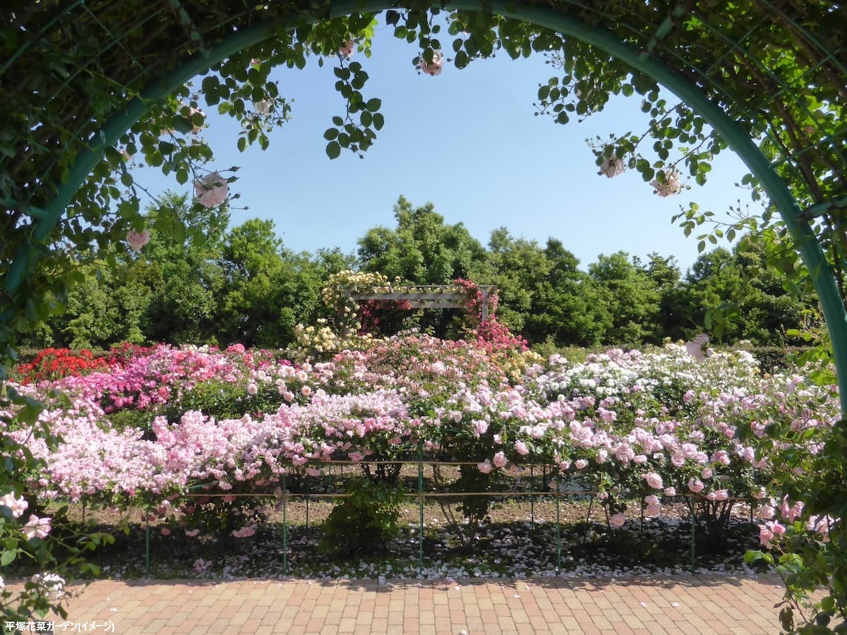 クライミングとシュラブローズ