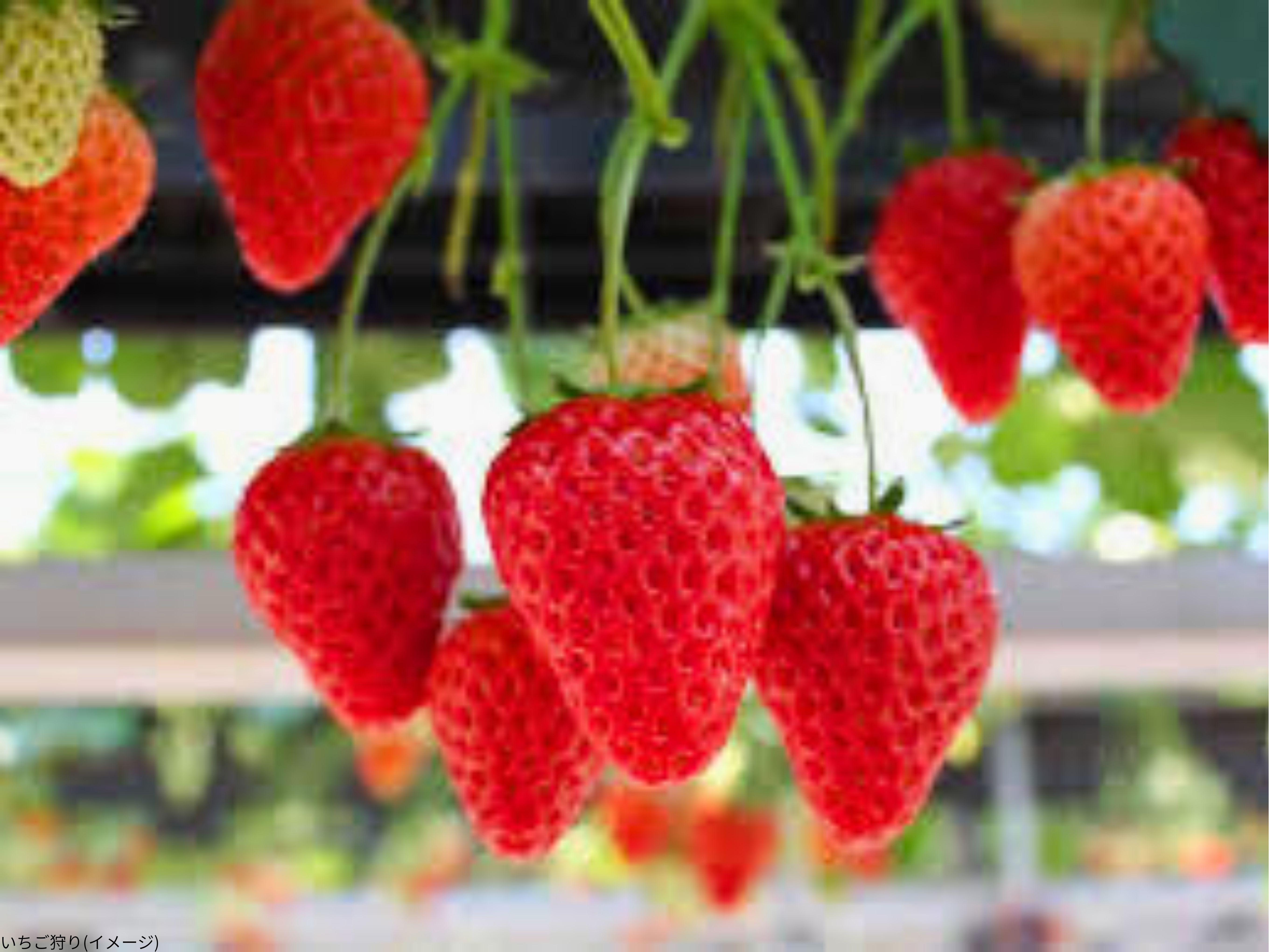 いちごがりいめーじ