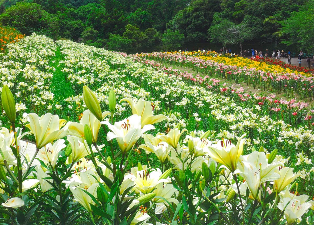 可睡ゆりの園