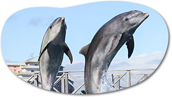 あわしまマリンパークHPimg_dolphin