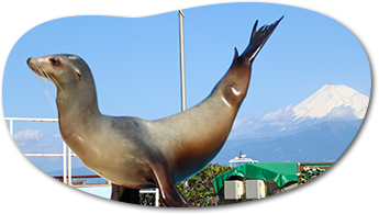 あわしまマリンパークHPimg_sea_lion