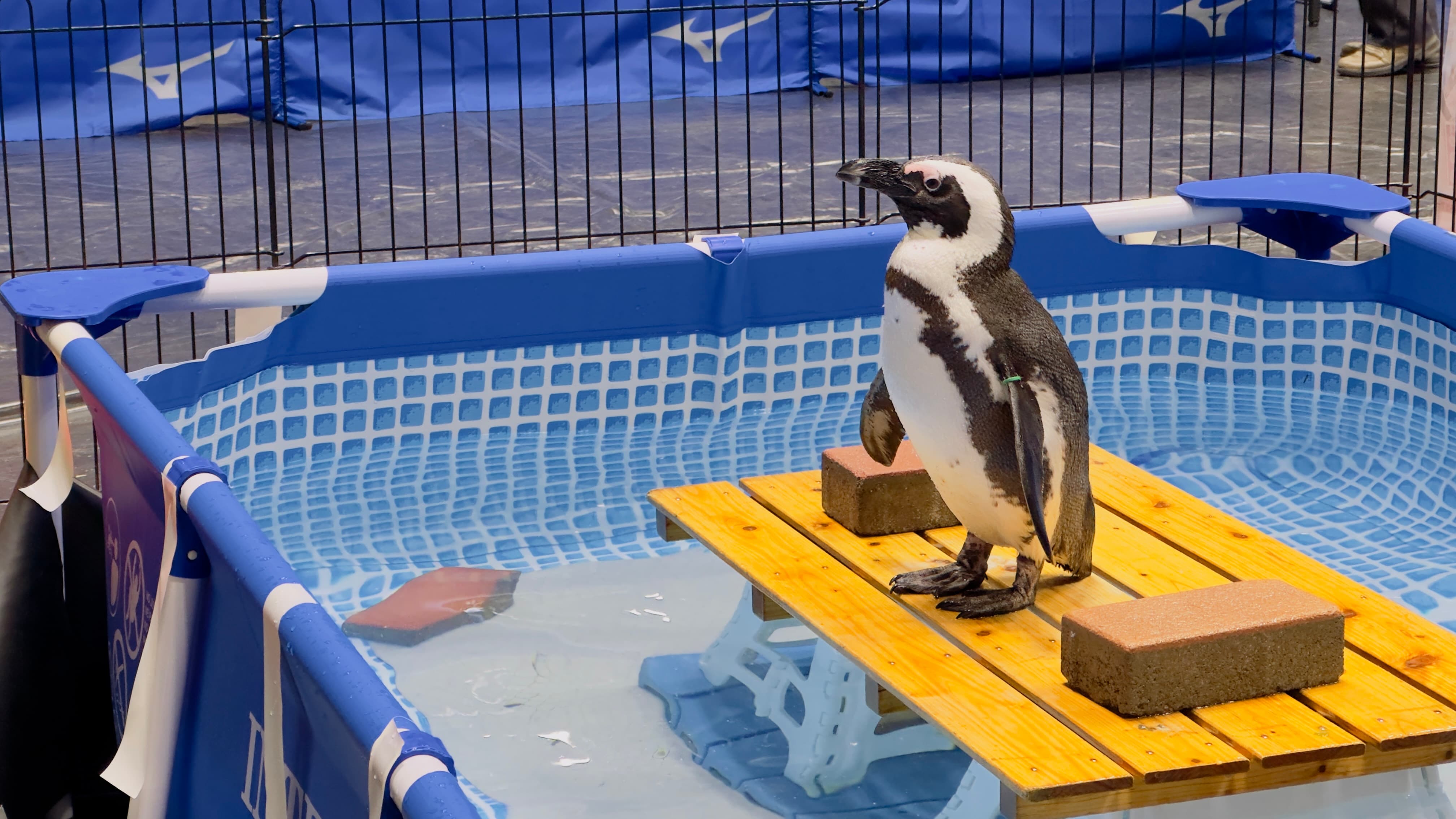 ペンギン