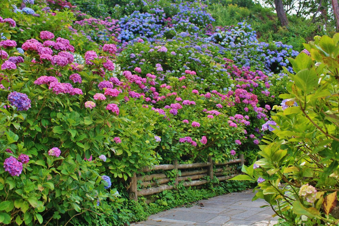 20200621　下田市　下田公園紫陽花 (8)